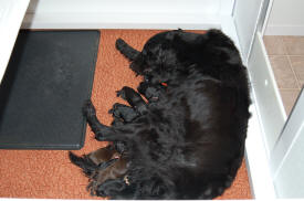 Reno and 1 day old pups