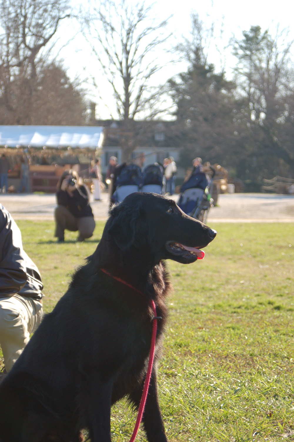 Jasper in Colonial Williamsburg