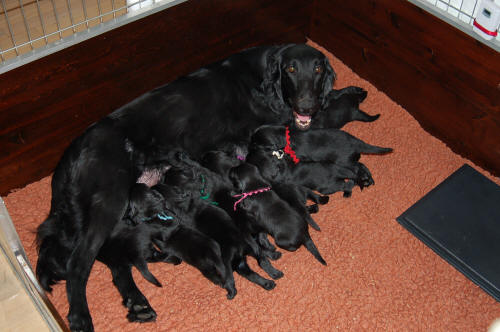 Coco and the "C" litter