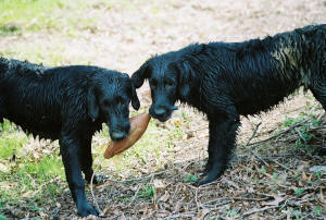 Banner and Chester from the "A" litter